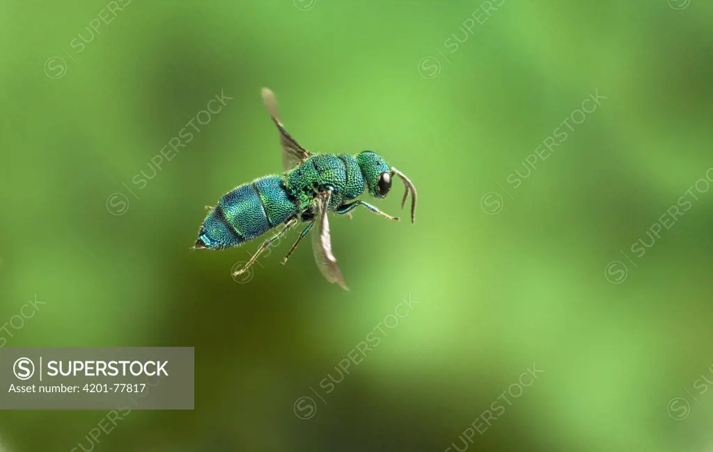 Cuckoo Wasp (Chrysididae) flying, Nature Conservancy's Zumwalt Prairie Preserve in northeast Oregon. This insect, like the cuckoo bird, lays her eggs in the nest of an unsuspecting host