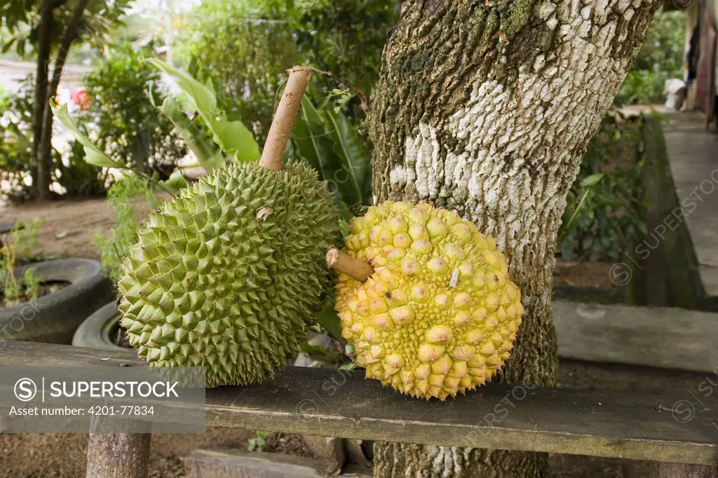 Durian (Durio zibethinus) fruit ripening in a Orang Asli village in Johore, Malaysia