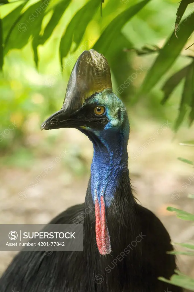 Southern Cassowary (Casuarius casuarius) portrait, native to the deep forests of Australia and New Guinea