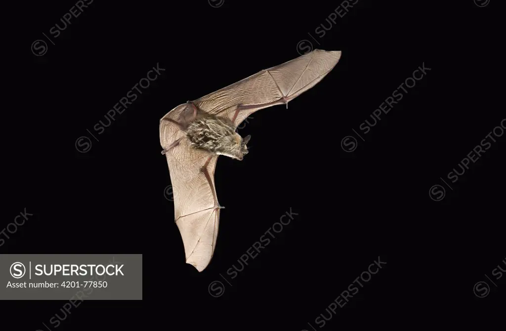 Western Pipistrelle (Pipistrellus hesperus) in the John Day Fossil Beds National Monument, Clarno Unit, Oregon. This is the smallest bat found north of Mexico