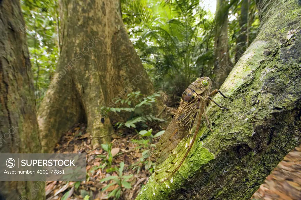 Giant Cicada (Pomponia imperatoria) in tropical rainforest, Endau-Rompin National Park, Malaysia