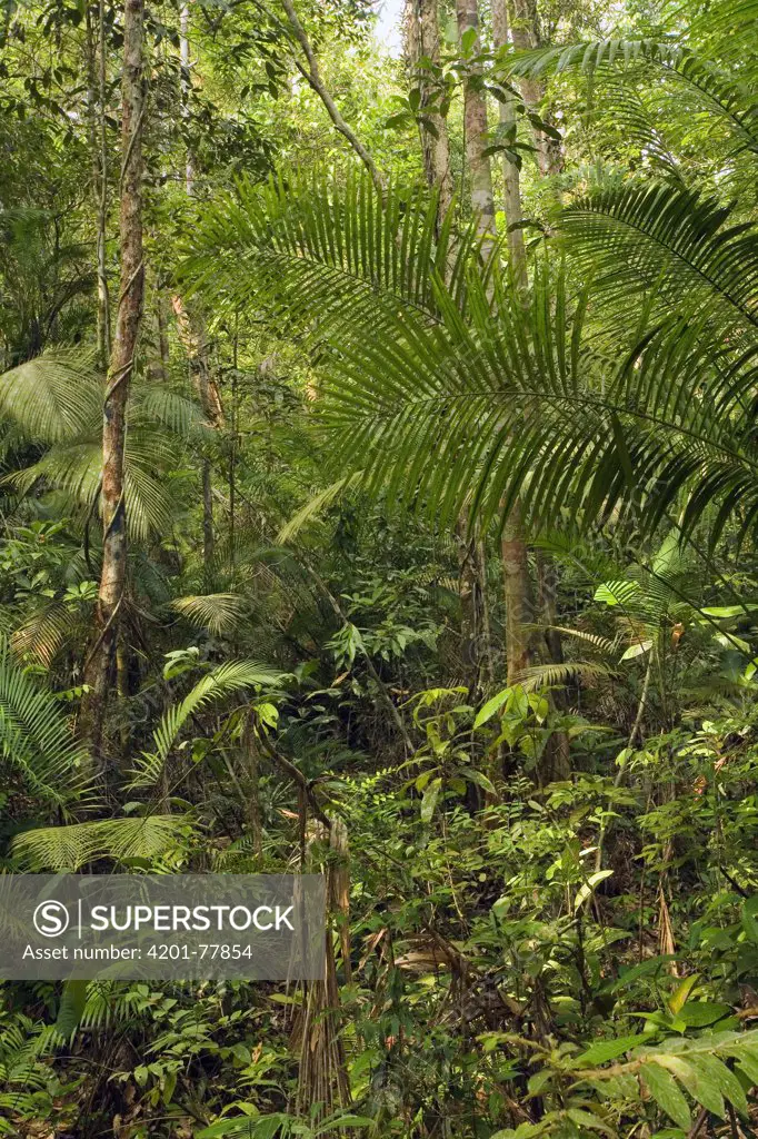 Rainforest interior - this humid jungle is one of the world's oldest rainforest. It has survived untouched by the ice ages for 130 million years, Endau-Rompin National Park, Malaysia