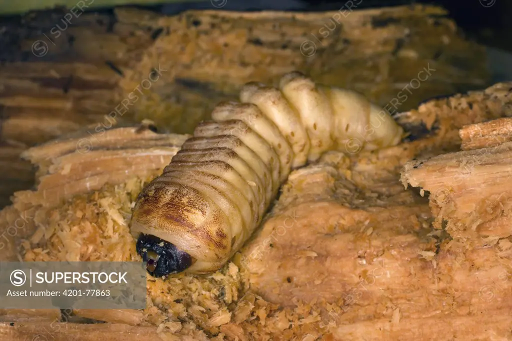 California Root Borer (Prionus californicus) beetle larva boring through decaying soft wood, Coleville National Forest, Washington