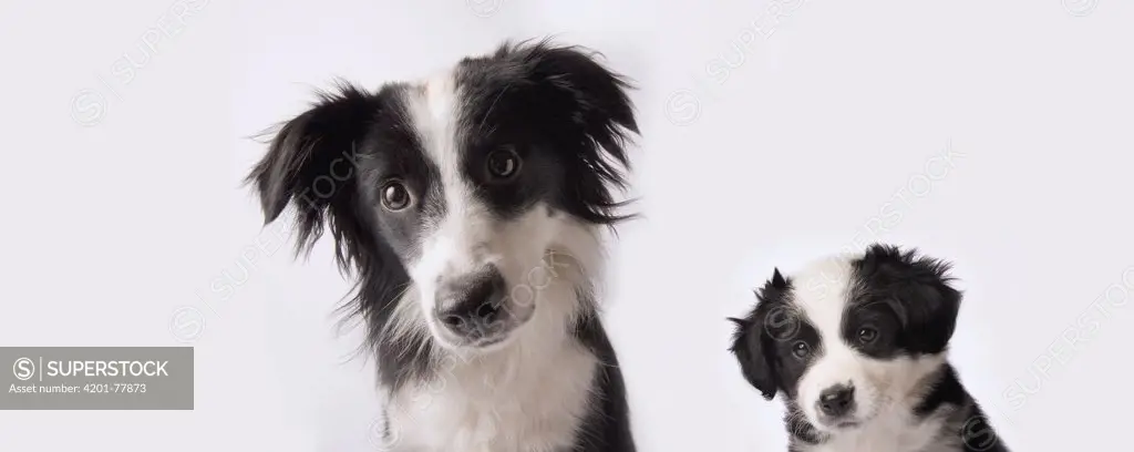 Border Collie and Australian Shepherd (Canis familiaris) mix female at nine weeks on the left and nine months old on the right