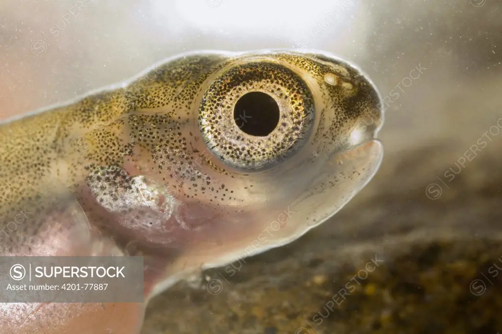 Coho Salmon (Oncorhynchus kisutch) alevin