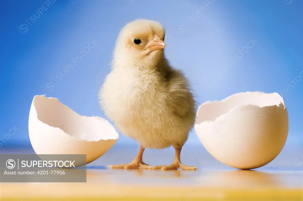 Domestic Chicken (Gallus domesticus), banty morph, hatchling with egg shell