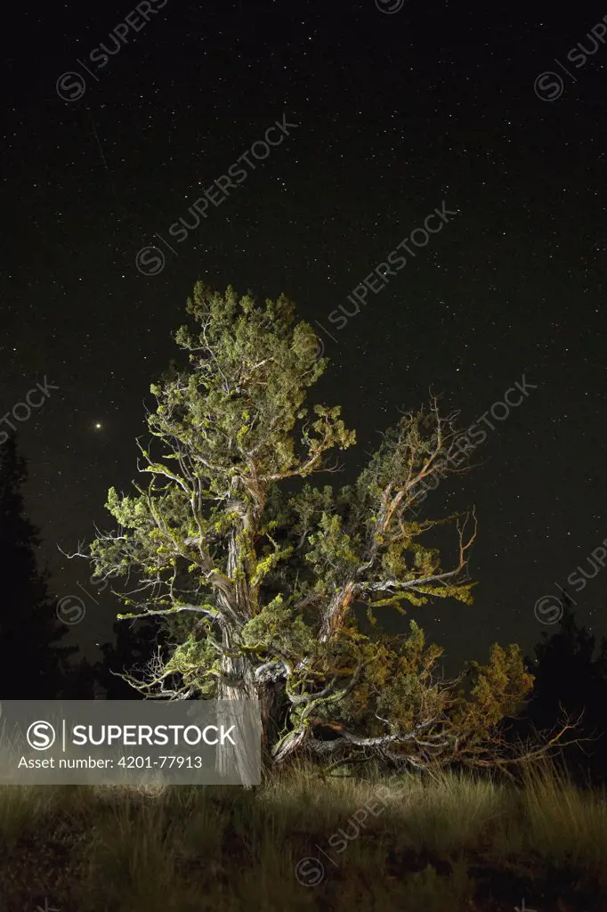 Western Juniper (Juniperus occidentalis) tree at night in the Ochoco National Forest, Oregon
