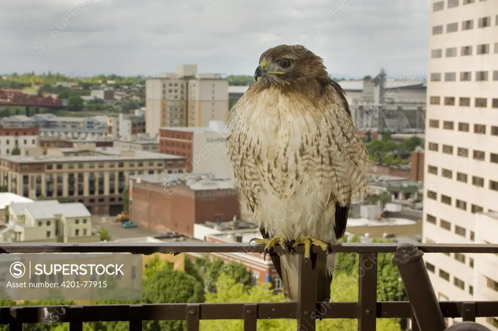 Red-tailed Hawk (Buteo jamaicensis) roosting on a fire escape in downtown Portland, Oregon
