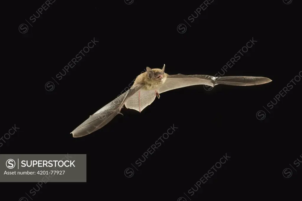 Little Brown Bat (Myotis occultus) flying at night, Coconino National Forest, Arizona