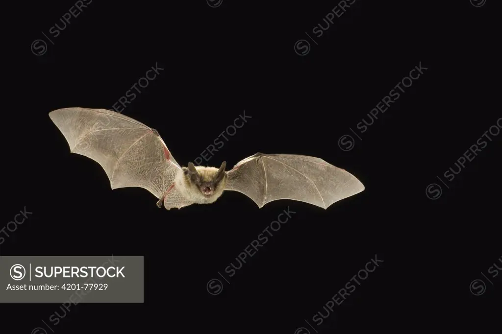 Fringed Myotis (Myotis thysanodes) bat flying at night, Coconino National Forest, Arizona