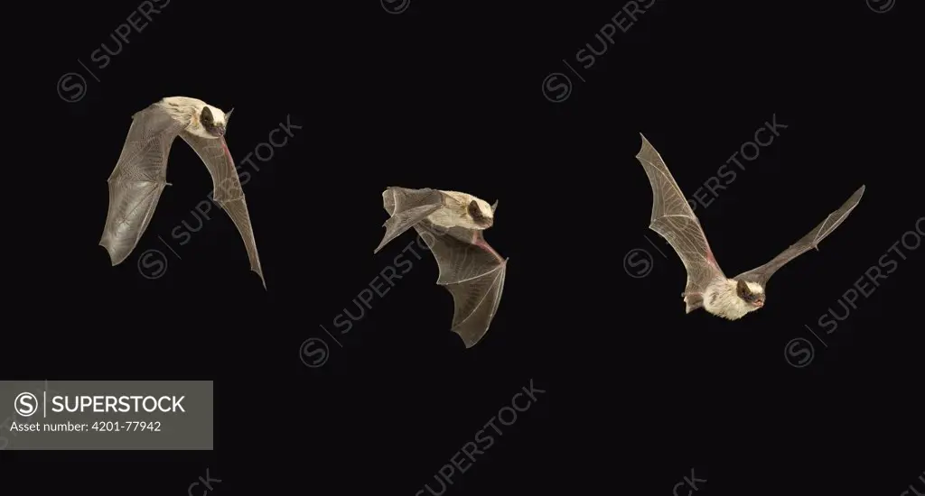 Western Pipistrelle (Pipistrellus hesperus) bat flying, Copper Mountains, Cabeza Prieta National Wildlife Refuge, Arizona
