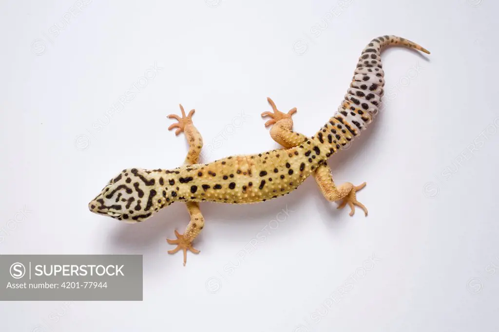 Leopard Gecko (Eublepharis macularis) portrait, noctural, popular as pets, native to Asia
