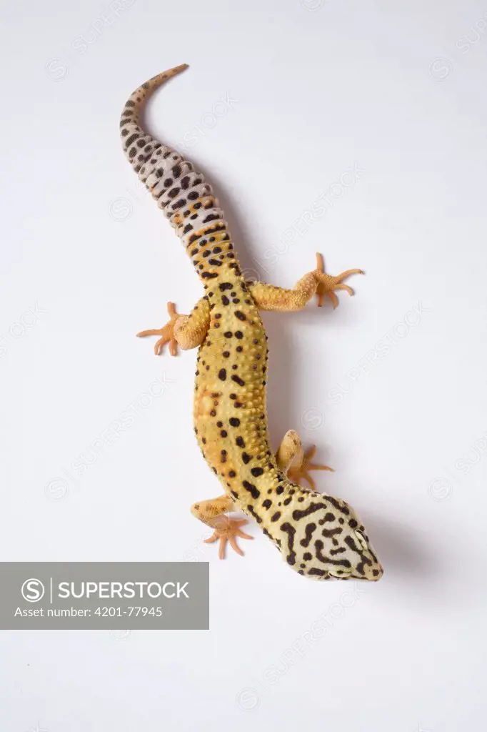 Leopard Gecko (Eublepharis macularis) portrait, noctural, popular as pets, native to Asia