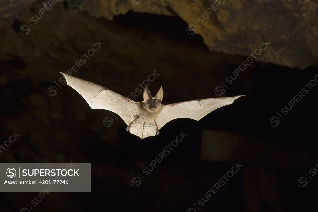 Townsend's Big-eared Bat (Corynorhinus townsendii) flying in abandoned mercury sulfide mine, central Oregon