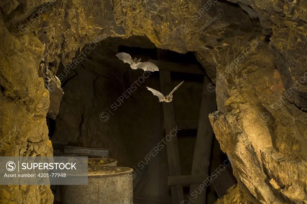 Townsend's Big-eared Bat (Corynorhinus townsendii) pair flying in abandoned mercury sulfide mine, central Oregon