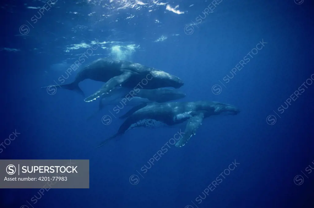 Humpback Whale (Megaptera novaeangliae) social group, Tonga