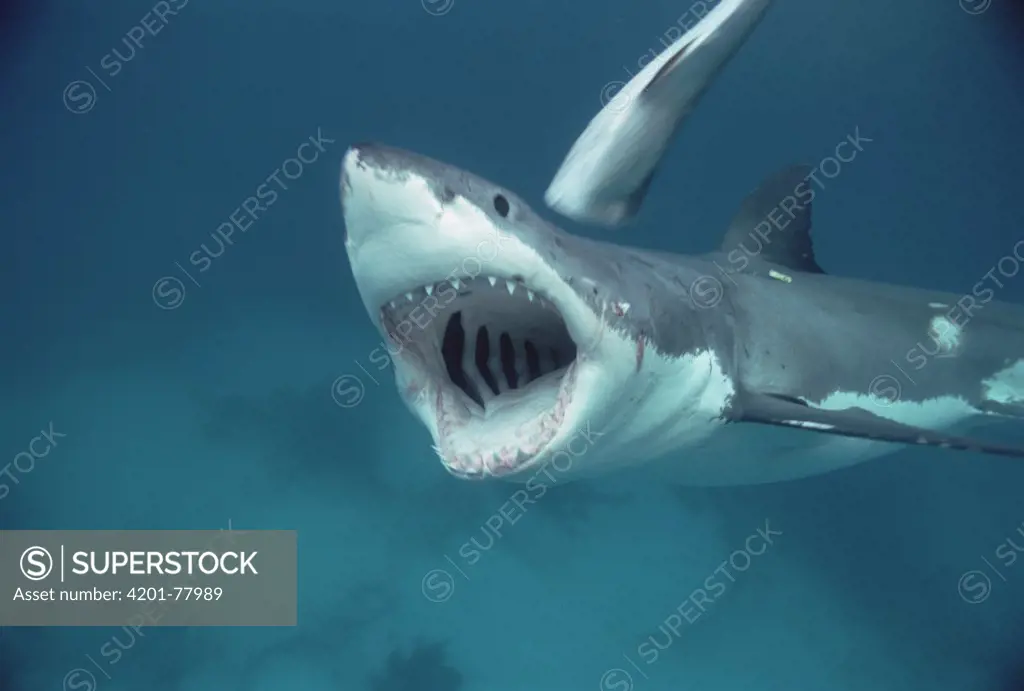 Great White Shark (Carcharodon carcharias) open jaw, Neptune Islands, South Australia