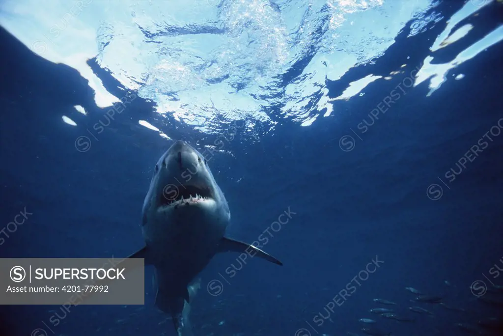 Great White Shark (Carcharodon carcharias) underwater, Neptune Islands, South Australia