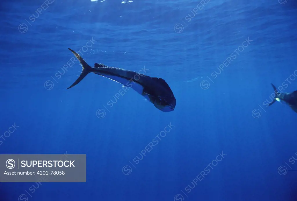 Mahi Mahi (Coryphaena hippurus) underwater portrait, Hawaii