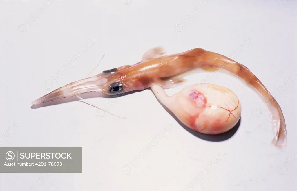 Longnose Saw Shark (Pristiophorus cirratus) embryo, Jervis Bay, New South Wales, Australia