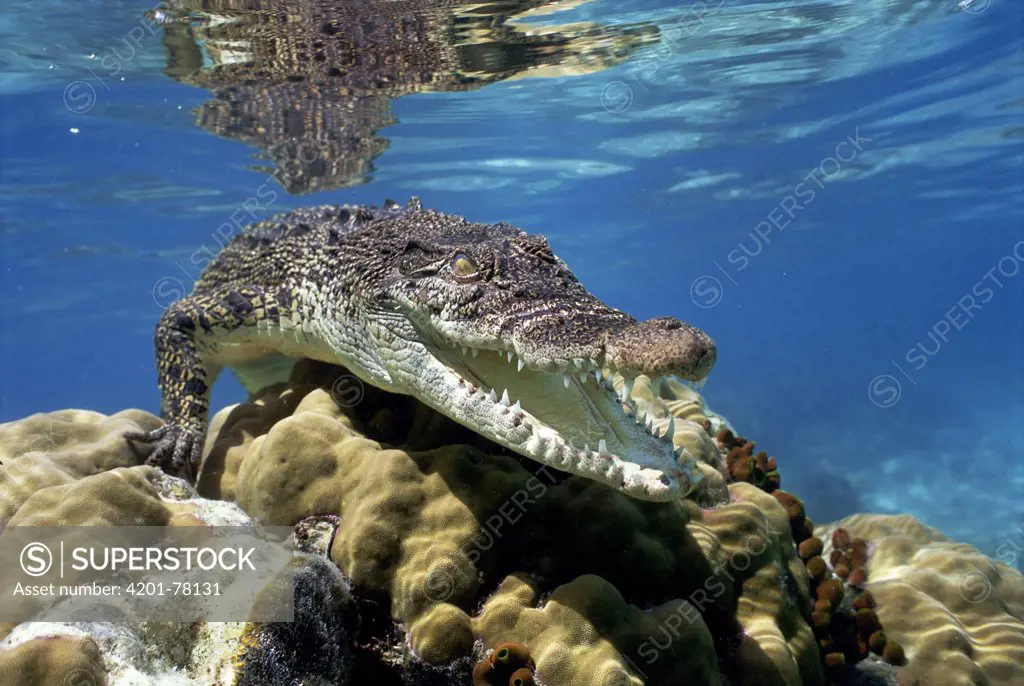 Saltwater Crocodile (Crocodylus porosus) underwater, South Australia.