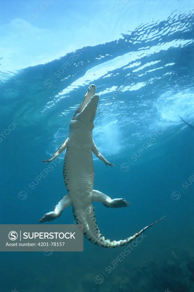 Saltwater Crocodile (Crocodylus porosus) surfacing to breath, Oro Bay, Papua New Guinea