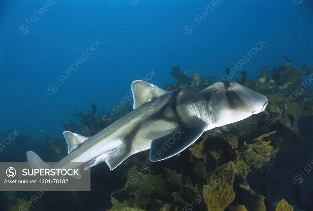 Port Jackson Shark (Heterodontus portusjacksoni) portrait underwater, side view, Jervis Bay, New South Wales, Australia
