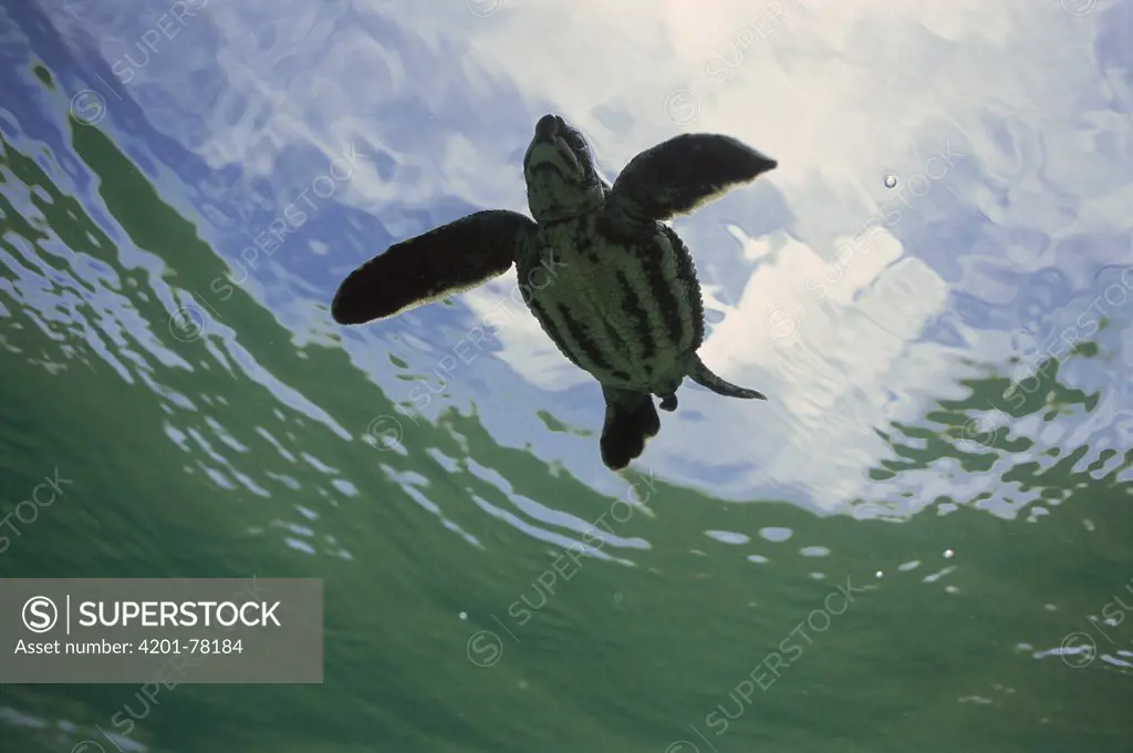Leatherback Sea Turtle (Dermochelys coriacea) hatchling swimming, Huon Gulf, Papua New Guinea