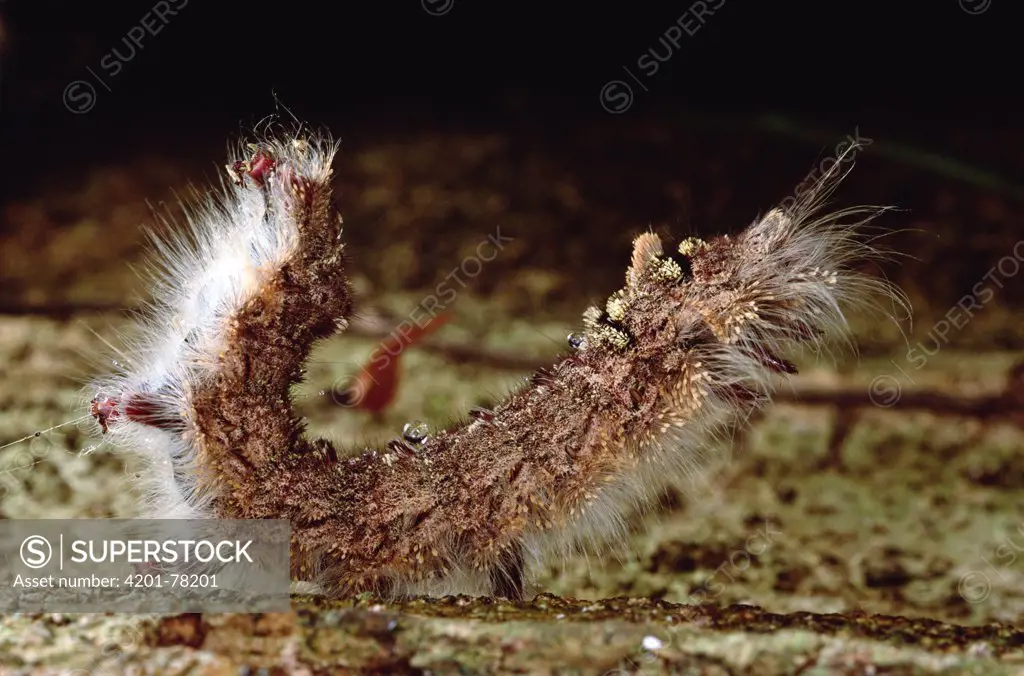 Caterpillar in defense posture, Belize