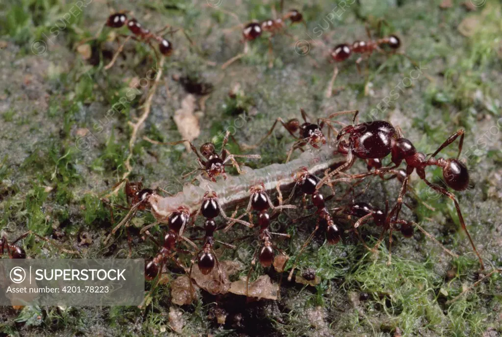 Marauder Ant (Pheidologeton diversus) minor workers and a major worker carry caterpillar back to nest