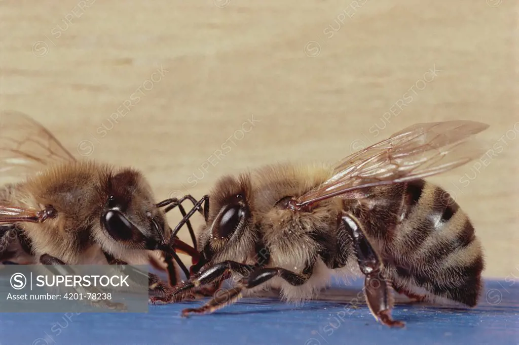 Honey Bee (Apis mellifera) feeding nectar to hive mate, Wurzburg, Germany