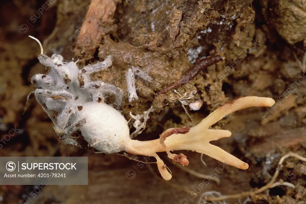 Tarantula (Theraphosidae) killed by a fungal disease, Bolivar State, Venezuela