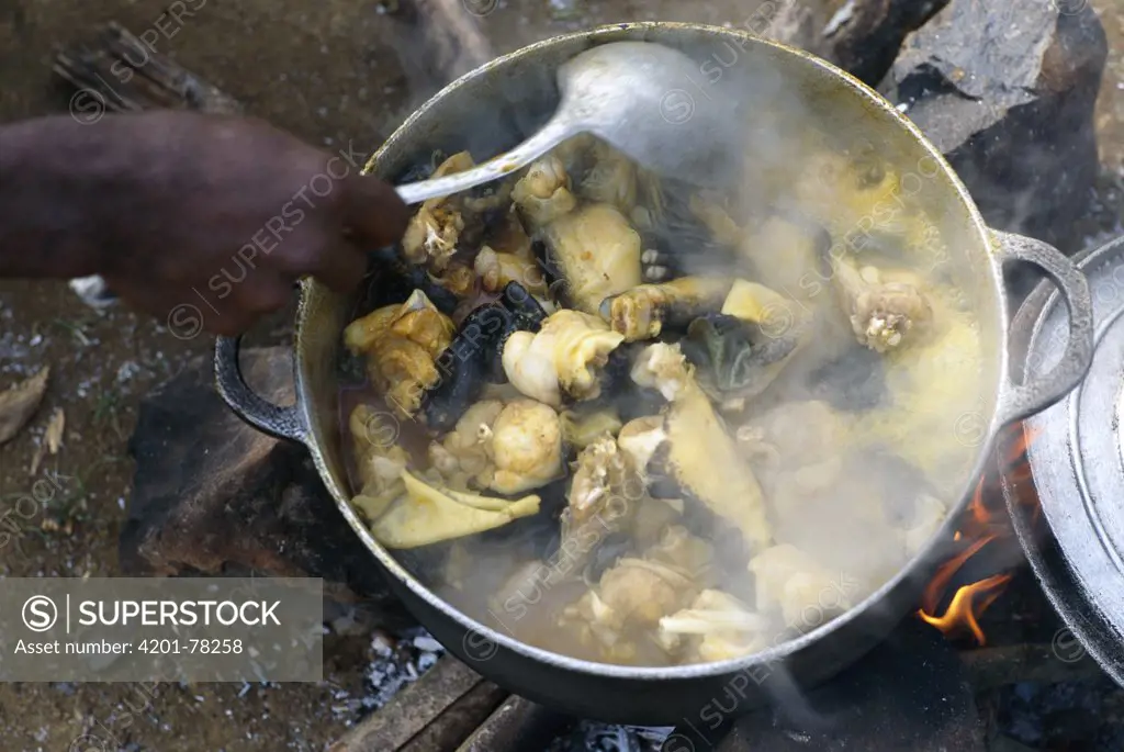 Goliath Frog (Conraua goliath) being cooked for eating by villagers, Cameroon