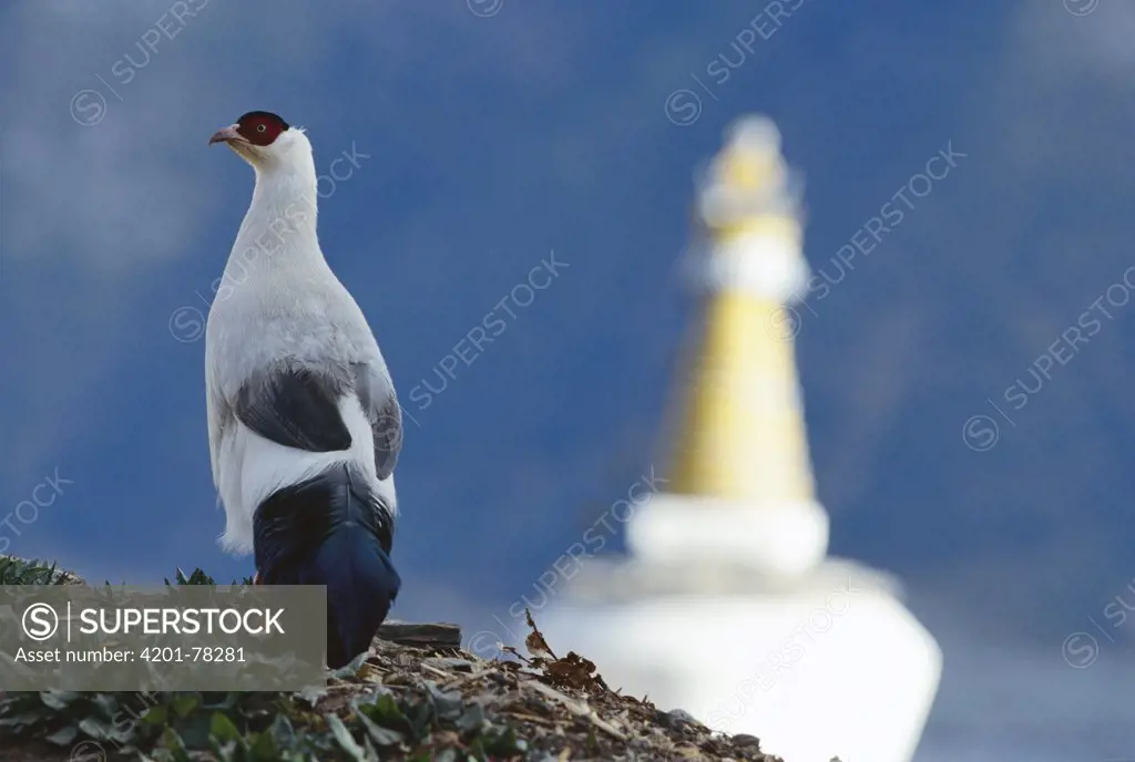 White-eared Pheasant (Crossoptilon crossoptilon) is drawn to the temple by Buddhist monks who feed them, Sichuan Province, China