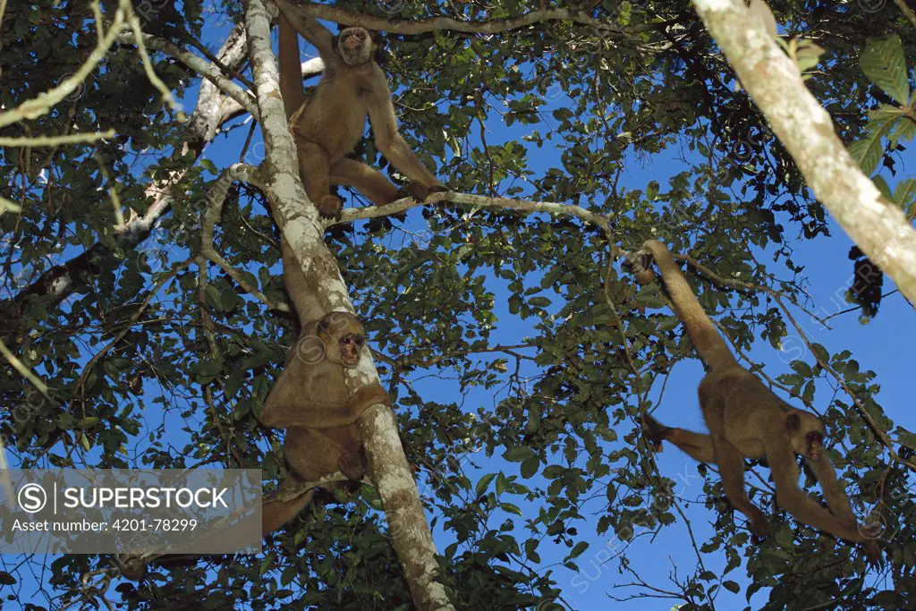 Northern Muriqui (Brachyteles hypoxanthus) group in a tree near the Caatinga Biological Station where a 2, 365 acre reserve protects the estimated 300 individuals that remain, Atlantic Forest, Brazil