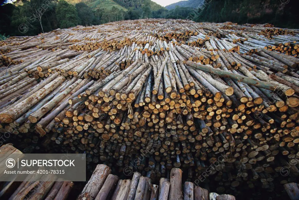 Gum Tree (Eucalyptus sp) stacked lumber cut from plantations of this non-native species which have replaced 7.5 million acres of forest in Brazil, the world's biggest source of Eucalyptus pulp for paper, Atlantic forest, Brazil