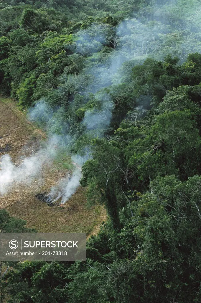 A farmer burns his agricultural field after harvesting the crop in a clearcut area in the forest, Usina Serra Grande, Atlantic Forest, Brazil