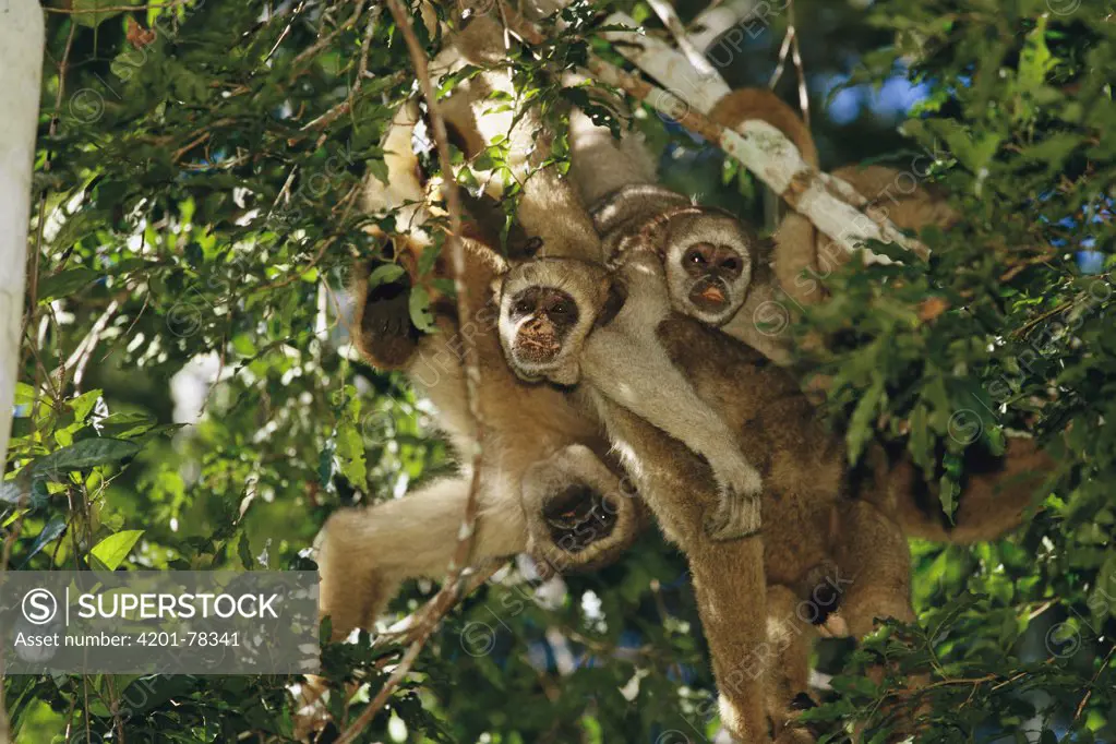 Northern Muriqui (Brachyteles hypoxanthus) group huddling together in a tree near the Caatinga Biological Station where a 2, 365 acre reserve protects this Atlantic Forest, Brazil