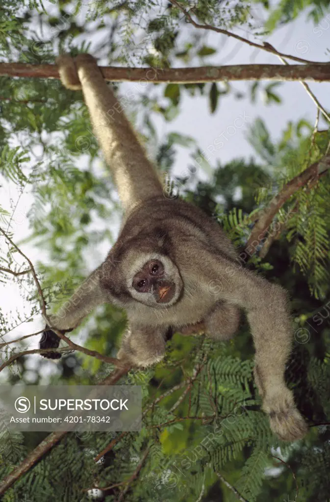 Northern Muriqui (Brachyteles hypoxanthus) peering down from a tree near the Caatinga Biological Station where a 2, 365 acre reserve protects less than 300 individuals are thought to remain, Atlantic Forest, Brazil