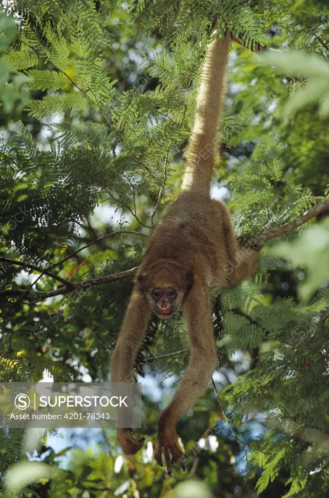 Northern Muriqui (Brachyteles hypoxanthus) in a tree near the Caatinga Biological Station where a 2, 365 acre reserve protects less than 300 individuals are thought to remain, Atlantic Forest, Brazil
