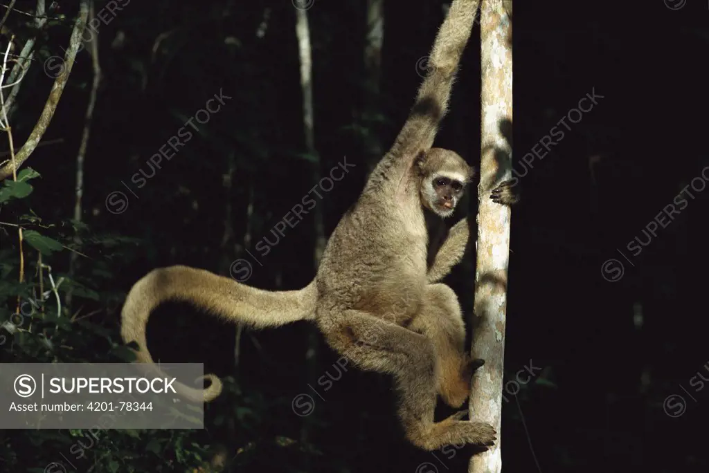 Northern Muriqui (Brachyteles hypoxanthus) climbing on a tree trunk in the Caatinga Biological Station where a 2, 365 acre reserve protects these less than 300 individuals are thought to remain, Atlantic Forest, Brazil
