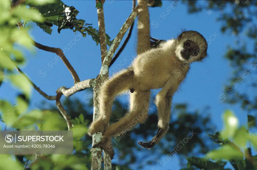 Northern Muriqui (Brachyteles hypoxanthus) baby in a tree at the Caatinga Biological Station where a 2, 365 acre reserve protects less than 300 individuals are thought to remain, Atlantic Forest, Brazil