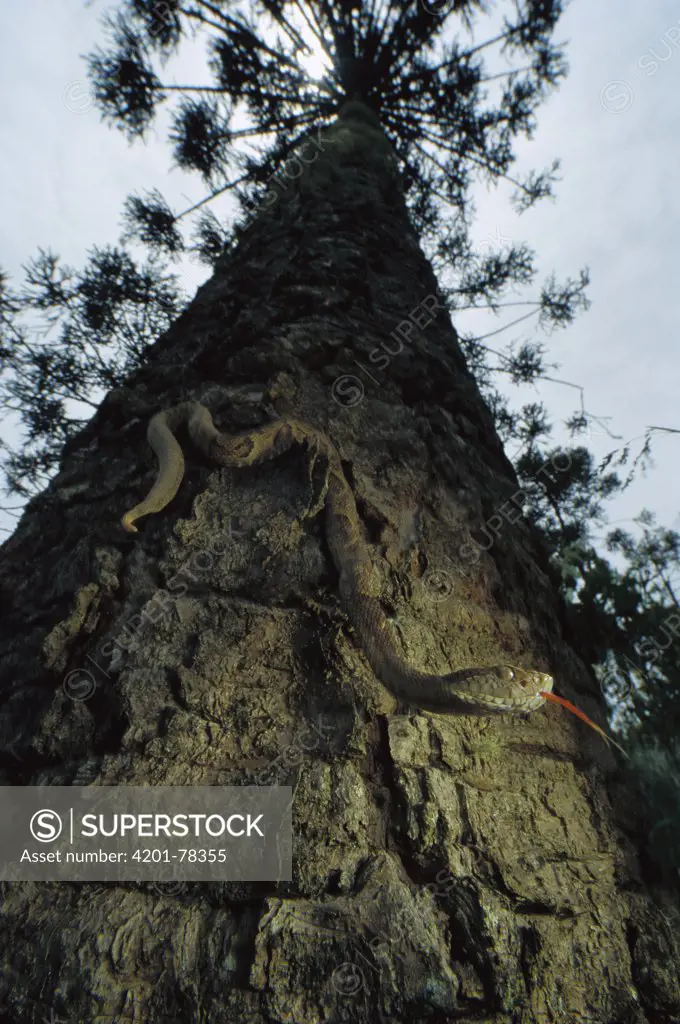Jararaca (Bothrops jararaca) climbing tree trunk, most common viper in the Atlantic Forest, Brazil