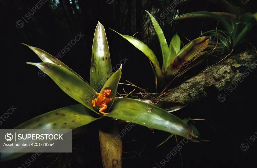 Shield Toad (Brachycephalus sp) in bromeliad, endemic to the Atlantic Forest, Brazil