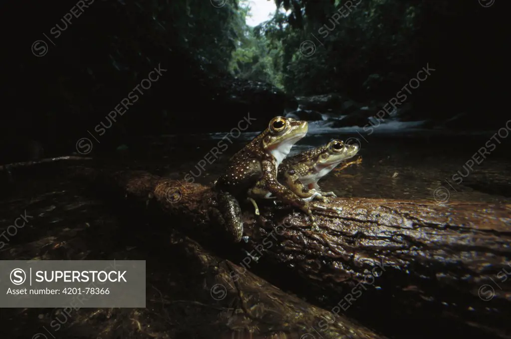 Warty Tree Toad (Hylodes asper) pair courting on a log near stream, preparing to leap into the water and lay eggs, Atlantic Forest, Brazil