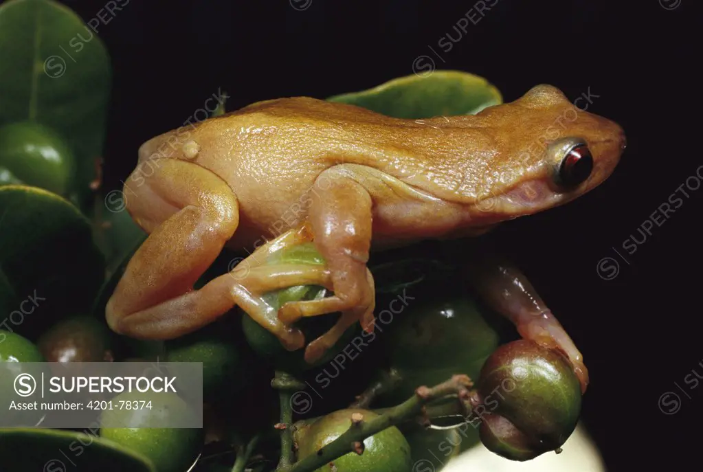 Hylid Tree Frog (Xenohyla truncata) the world's only frog to eat fruit as well as insects, lives near the beaches of Rio de Janeiro in the Atlantic Forest, Brazil