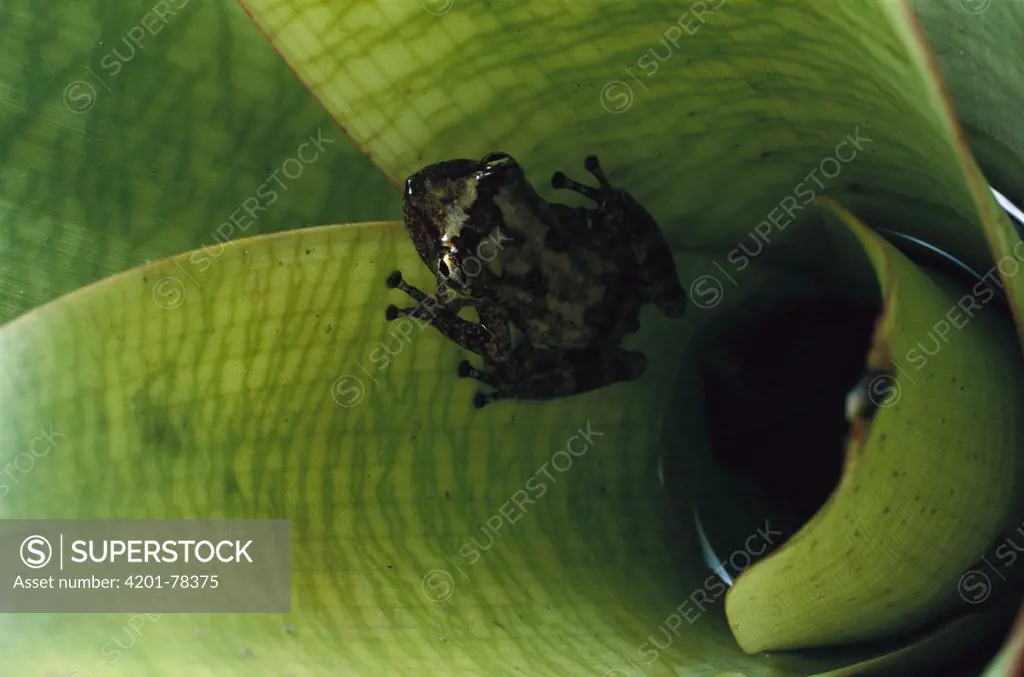 Tree Frog (Scinax arduous) breeds in bromeliads, Espirito Santo, Atlantic Forest, Brazil