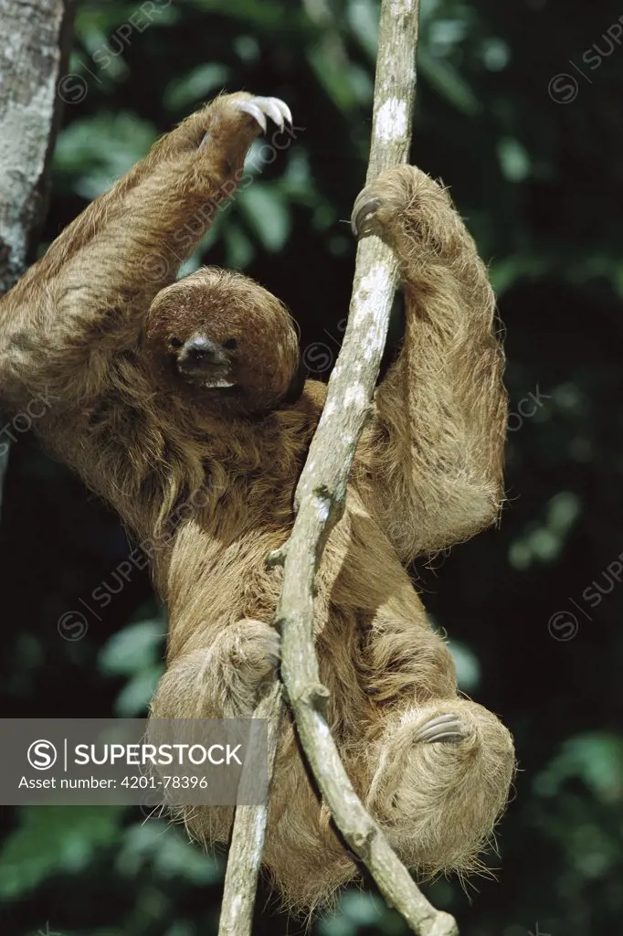 Maned Sloth (Bradypus torquatus) in a tree at a rehabilitation center near Ilheus, Atlantic Forest, Brazil