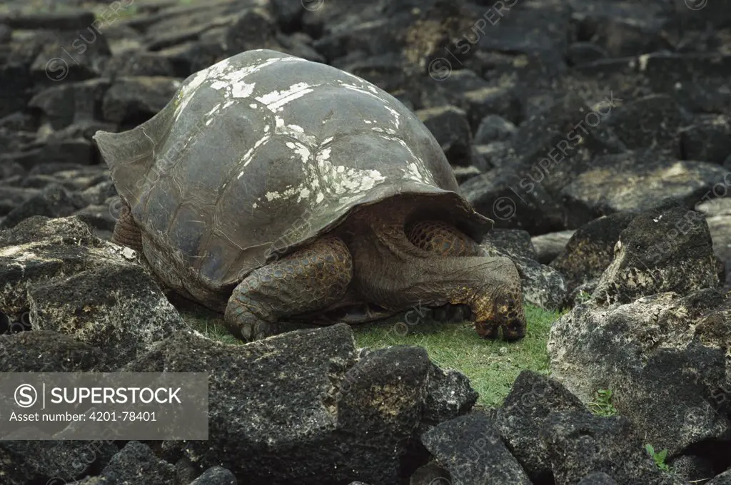 Galapagos Giant Tortoise (Geochelone nigra) feeding on grass that has already been eaten back to stubble, San Cristobal Island, Galapagos Islands, Ecuador