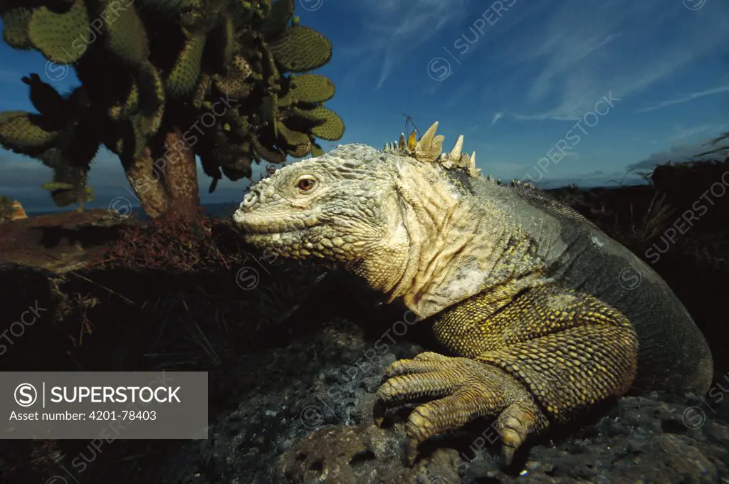 Galapagos Land Iguana (Conolophus subcristatus) close-up, on rock, Galapagos Islands, Ecuador